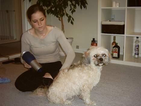 Lhasa apso Ozzy - luksuuus billede 11