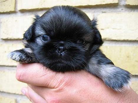 Pekingeser Sille RIP - Her er jeg 4 uger billede 9