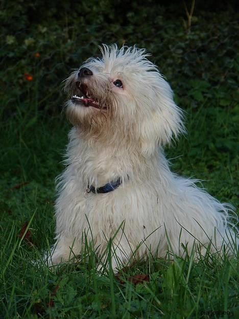 Bichon havanais Miki (Mikisoq) - Miki den 27. sep. taget af miss piiiip billede 18