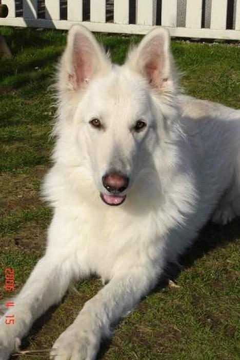 Hvid schæfer Aslan billede 5
