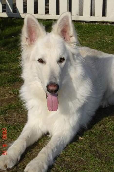 Hvid schæfer Aslan billede 6