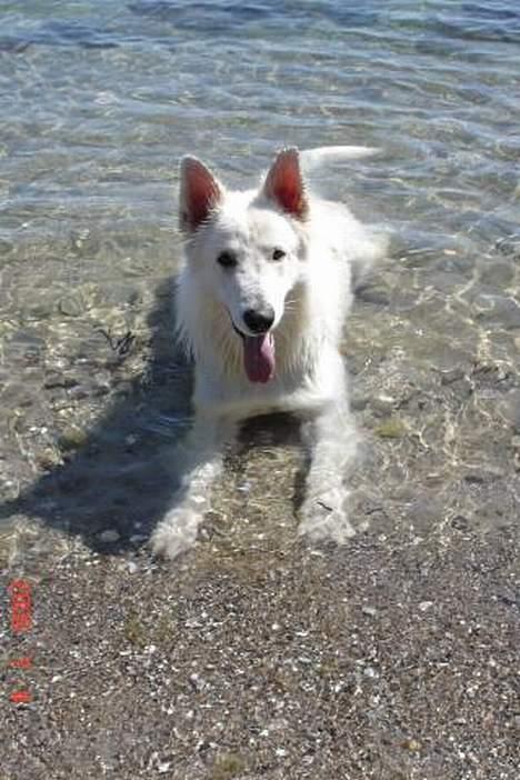 Hvid schæfer Aslan billede 7