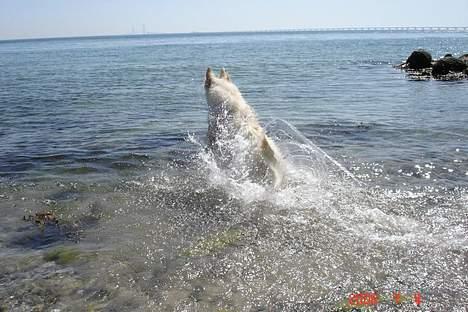 Hvid schæfer Aslan billede 8