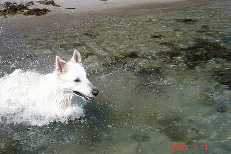 Hvid schæfer Aslan billede 9