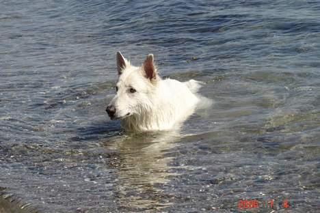 Hvid schæfer Aslan billede 10