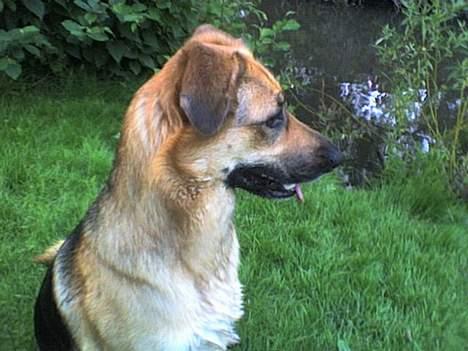 Blanding af racer Britney billede 10