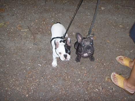 Fransk bulldog Joker - Otto og joker iskoven.trofaste venner. billede 13