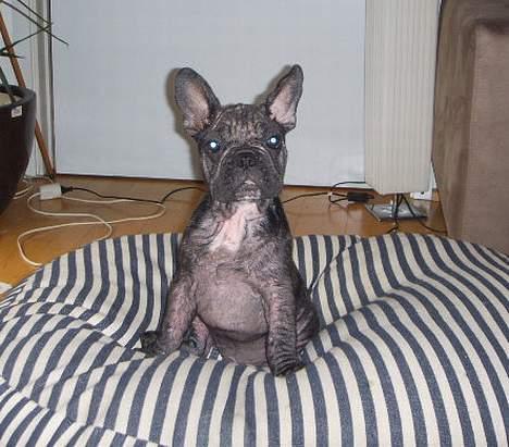 Fransk bulldog Joker - Otto til potrætograf.Han er en fin og glad hund.Vi tænker på dig otto.smil fra maria og glenn billede 14