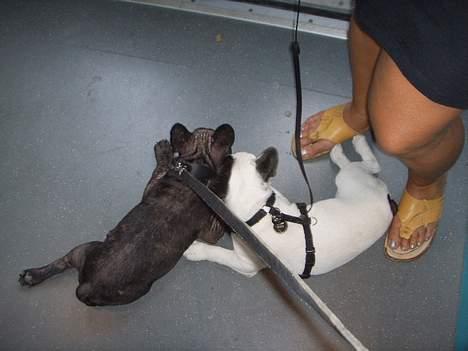 Fransk bulldog Joker - Otto og joker napper lige en lur imetroen.herligt at man bare kan lægge sig sove når man lyster hvor som helst billede 15