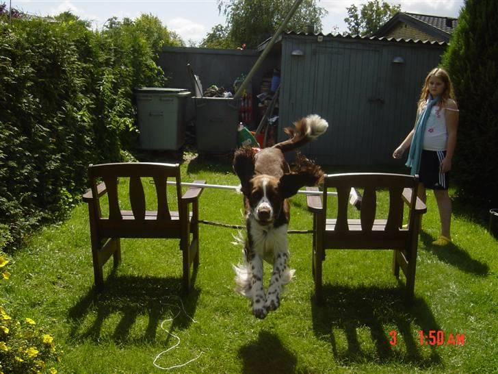 Engelsk springer spaniel kvik billede 20