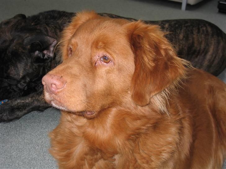 Nova scotia duck tolling retriever Bailey - Hej, og velkommen til min profil! billede 1