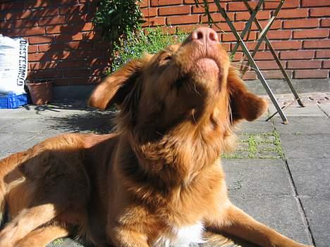 Nova scotia duck tolling retriever Bailey billede 2
