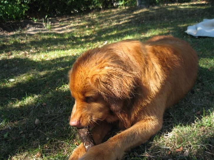 Nova scotia duck tolling retriever Bailey billede 3