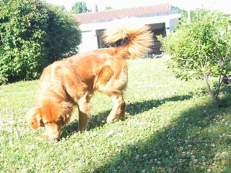 Nova scotia duck tolling retriever Bailey billede 5