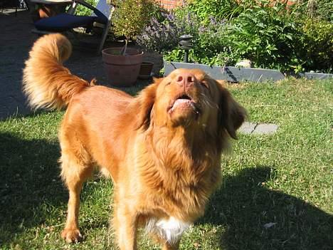 Nova scotia duck tolling retriever Bailey billede 6