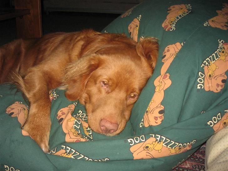 Nova scotia duck tolling retriever Bailey billede 8