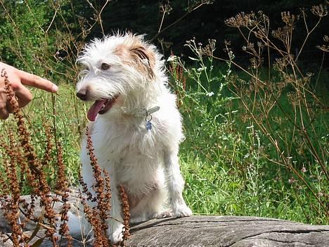 Blanding af racer Bella - Far siger jeg skal droppe attituden..? billede 18