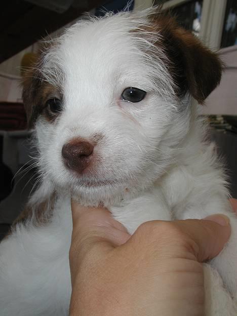 Blanding af racer Bella - Lille mig som hvalp.. billede 19