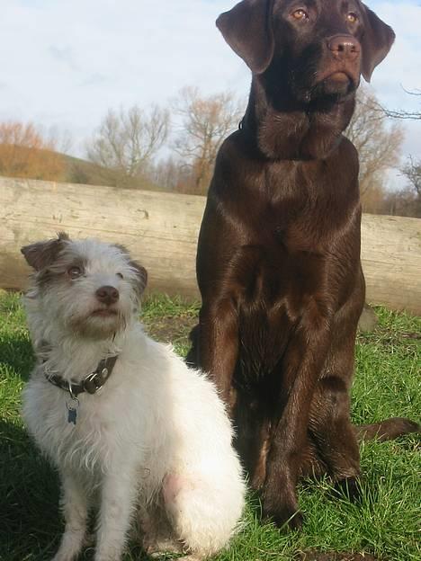 Blanding af racer Bella - Mig og min legekammerat Coco.. billede 20