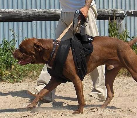 Blanding af racer buggi billede 14