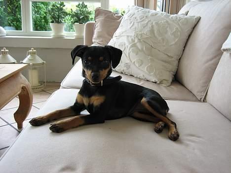 Prazsky krysarik Freja - Ja her ligger jeg så i den lyse sofa, det er madmor ikke så glad for, men her ligger man godt billede 1