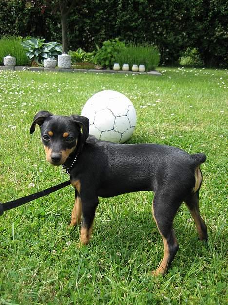 Prazsky krysarik Freja - Der er ikke noget bedre end at være ude i haven og spille fodbold, selvom bolden er lidt stor billede 2