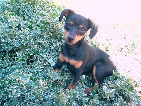 Prazsky krysarik Freja - Denne plante er så et af mine foretrukne steder at hvile billede 3