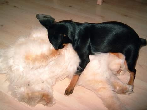 Prazsky krysarik Freja - Her leger jeg så med katten Cornelius, vi har det rigtigt sjovt sammen billede 4