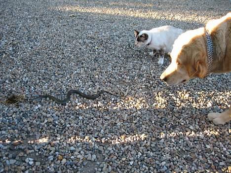 Labrador retriever Balou * 8/5-2014* billede 20