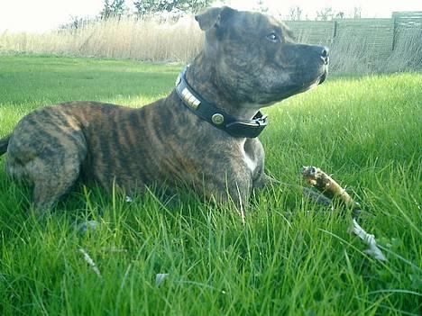 Staffordshire bull terrier ( Engelsk) Murphy billede 19