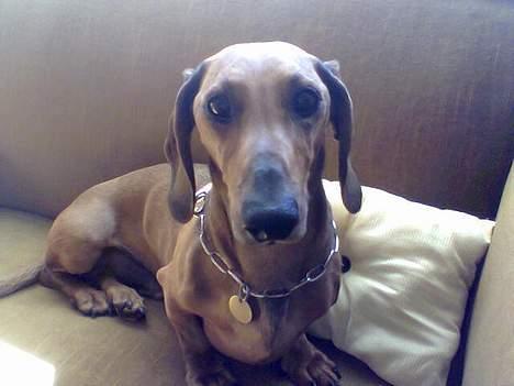 Gravhund Mads billede 18