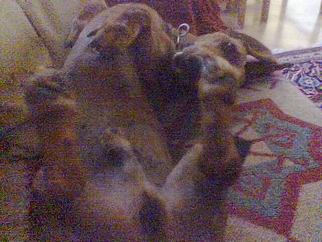 Gravhund Mads - Moar klø mig nu på mavsen!! :-) billede 19