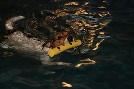 Dansk svensk gaardhund NORDCH KLBCH Bianca - Bianca svømmer ud efter "pinden" - december 2006 billede 10
