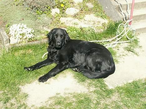 Flat coated retriever Bellis - Hvil i Fred - Hygge i solen billede 12