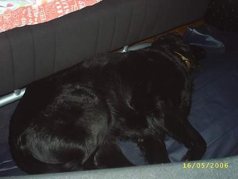 Flat coated retriever Bellis - Hvil i Fred - Sovetryne :) billede 13