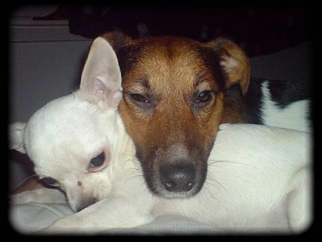 Blanding af racer whisky billede 4