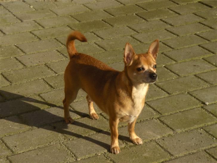 Chihuahua Rex - Nyt!!!  feb 08 billede 1