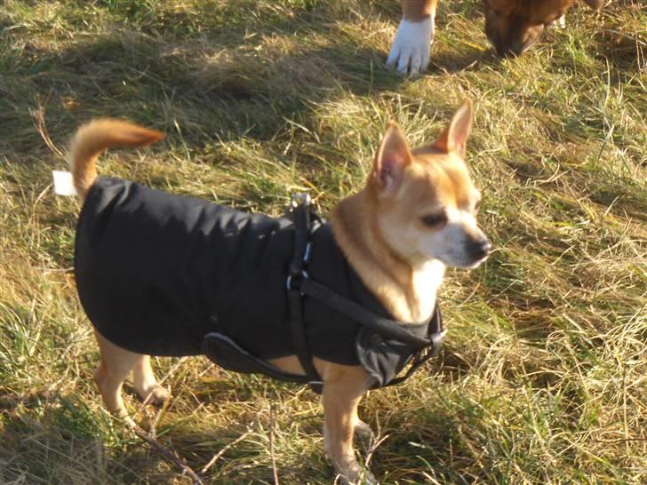 Chihuahua Rex - nyt!!!  feb 08 billede 2