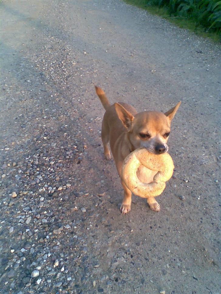 Chihuahua Rex - Nyt!!!!feb 08 billede 3