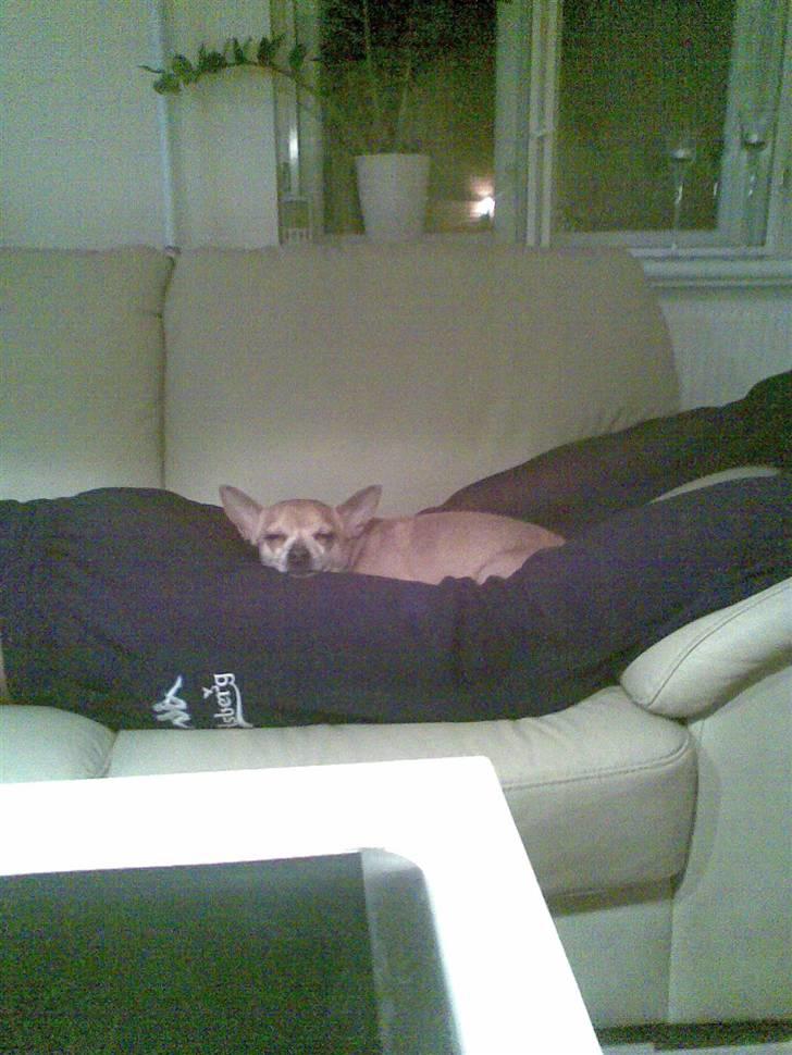 Chihuahua Rex - Nyt!!! lidt hygge der hjemme i sofaen billede 4
