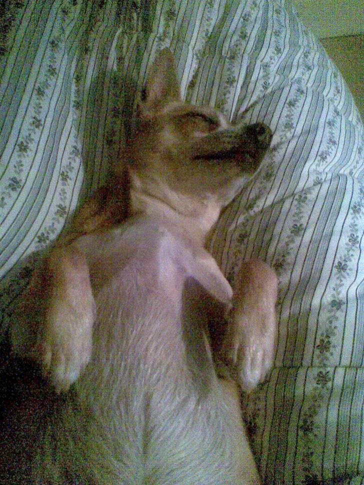 Chihuahua Rex - nyt!!!!!   snork snork billede 5