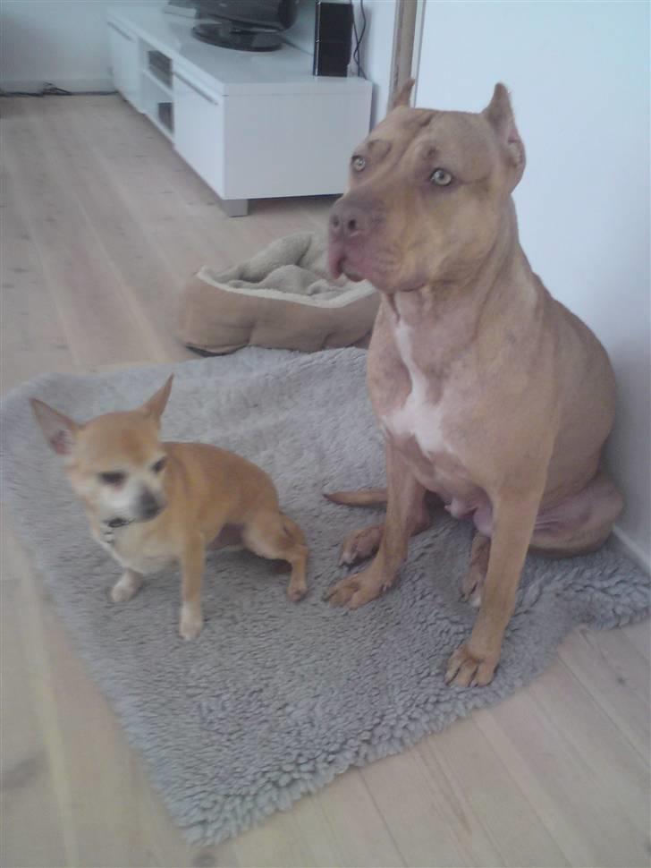 Chihuahua Rex - Nyt!!!!!!!! Min nye lillesøster, som efter en masse kæmpen, som desværre ikke er velkommen herinde på HG ): billede 6