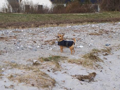 Chihuahua Rex - Den 10 marts 2007. Der er noget i luften.... Måske en lækker dame... billede 7