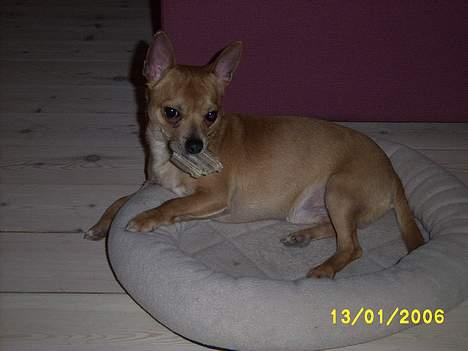 Chihuahua Rex - Ja, nu er jeg altså træt i mine små ben... billede 8