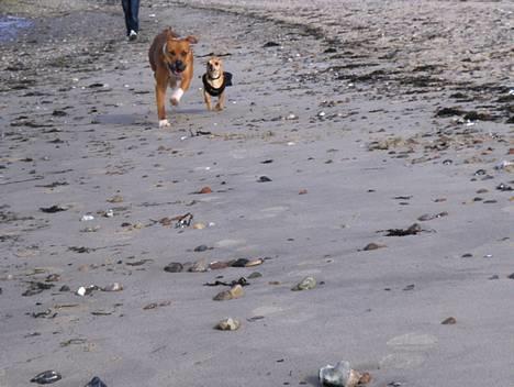 Chihuahua Rex - Den 11 marts 2007. Jeg kan næsten løbe lige så tærkt som min søster.. billede 9