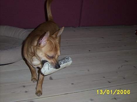 Chihuahua Rex - av, kan ikke se noget for det skarpe lys... billede 10