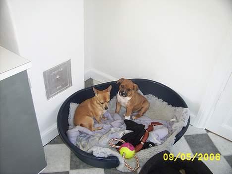 Chihuahua Rex - Det er min søster og mig i hendes kæmpe seng.... billede 11