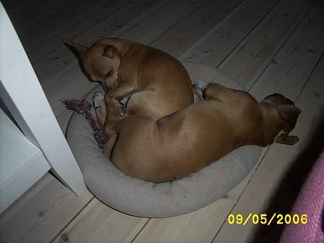 Chihuahua Rex - Og her prøver vi at være i min ene seng.... billede 12