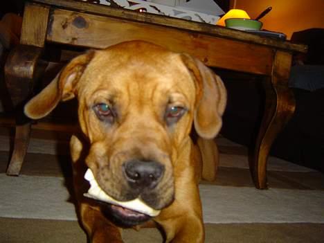 Blanding af racer Malou billede 20