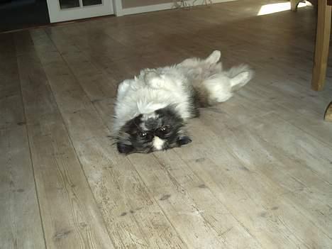 Pekingeser Gonzo - Det hele er lidt på hoved ,  billede 6